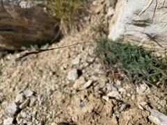 Trisetum distichophyllum