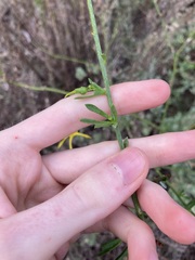 Anthocercis littorea