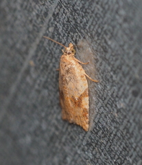 Paramesia gnomana