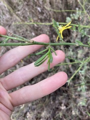 Anthocercis littorea