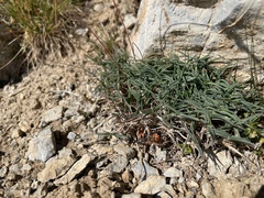 Trisetum distichophyllum