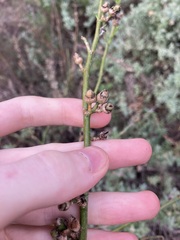 Anthocercis littorea