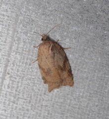Paramesia gnomana