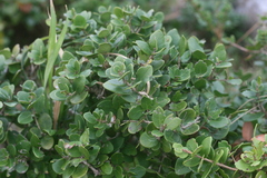 Eugenia capensis