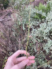 Anthocercis littorea