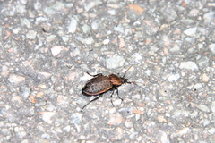 Carabus tuberculosus