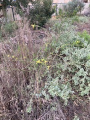 Anthocercis littorea