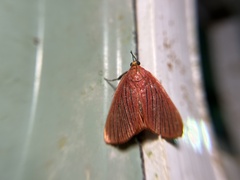 Arctioblepsis rubida