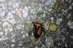 Pentatoma parametallifera