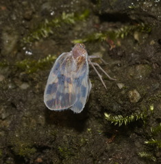 Borysthenes emarginatus