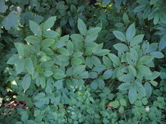 Rhamnus fallax
