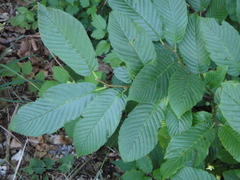 Rhamnus fallax