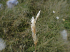 Sesleria rigida