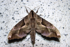 Phyllosphingia dissimilis
