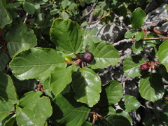 Frangula rupestris