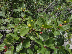 Frangula rupestris