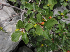 Frangula rupestris