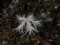 Dianthus monspessulanus, photograph Christian Berg, CC BY, iNaturalist via GBIF