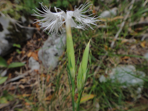 Dianthus monspessulanus, photograph 5