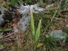 Dianthus monspessulanus, photograph Christian Berg, CC BY, iNaturalist via GBIF