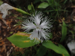 Dianthus monspessulanus, photograph Christian Berg, CC BY, iNaturalist via GBIF