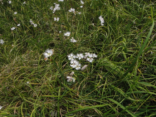 Dianthus monspessulanus, photograph 6
