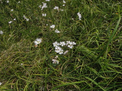 Dianthus monspessulanus, photograph Christian Berg, CC BY, iNaturalist via GBIF