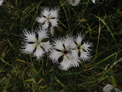 Dianthus monspessulanus, photograph Christian Berg, CC BY, iNaturalist via GBIF