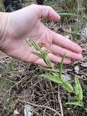 Pterostylis vittata