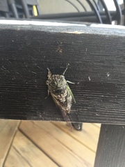 Neotibicen canicularis