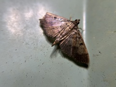 Ceratarcha umbrosa