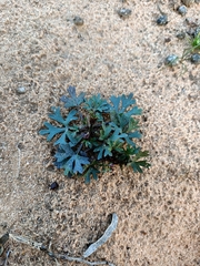 Trachymene cyanopetala