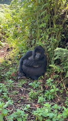 Gorilla beringei beringei