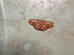 Discoglypha locupletata