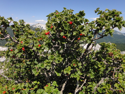 ríbezľa alpínska (Ribes alpinum)