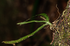 Angraecopsis parviflora