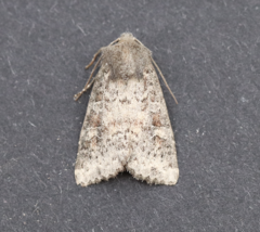 Parastichtis suspecta