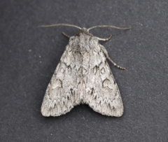 Andropolia contacta