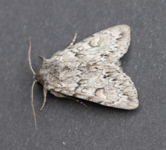 Andropolia contacta