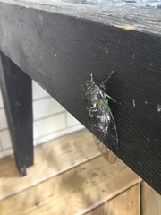 Neotibicen canicularis