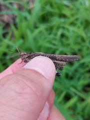 Trilophidia annulata