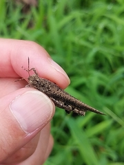 Trilophidia annulata