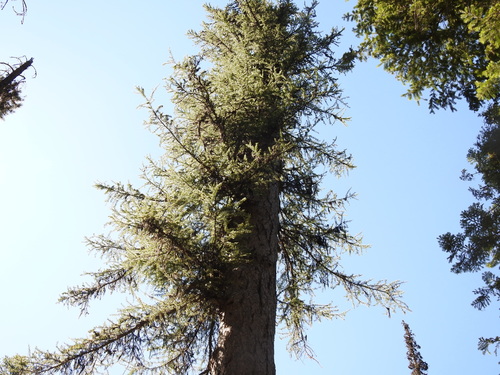 western larch
