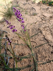 Swainsona microphylla