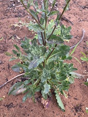 Osteospermum monstrosum