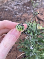 Osteospermum monstrosum
