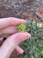 Osteospermum monstrosum