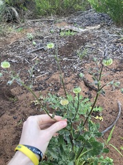 Osteospermum monstrosum