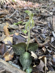 Anoectochilus imitans