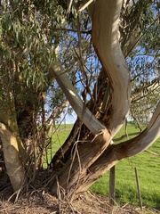 Eucalyptus elata
